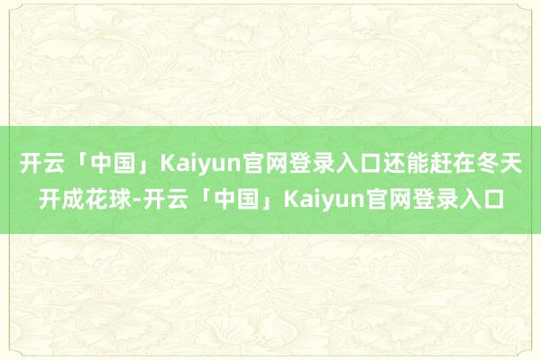 开云「中国」Kaiyun官网登录入口还能赶在冬天开成花球-开云「中国」Kaiyun官网登录入口